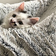 Praline participe au concours pour gagner de l'argent avec cette photo : carnivore, cat, domestic_short_haired_cat, european_shorthair, felidae, fur, kitten, nap, ragdoll, sleep, small_to_medium_sized_cats, whiskers