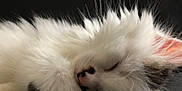 Praline a rejoint le concours — aidez-le/la à gagner de superbes lots ! asian_semi_longhair, british_longhair, carnivore, cat, domestic_long_haired_cat, ear, felidae, fur, kitten, mammal, norwegian_forest_cat, persian, small_to_medium_sized_cats, tail, turkish_angora, whiskers