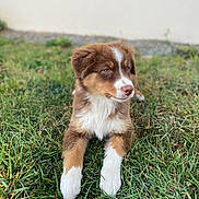Ashka participe au concours pour gagner de l'argent avec cette photo : puppy, dog, grass, outdoor, brown, white, fur, pet, canine, young, animal, nature, relaxed, laying, cute, mammal, background, daylight, calm, friendly