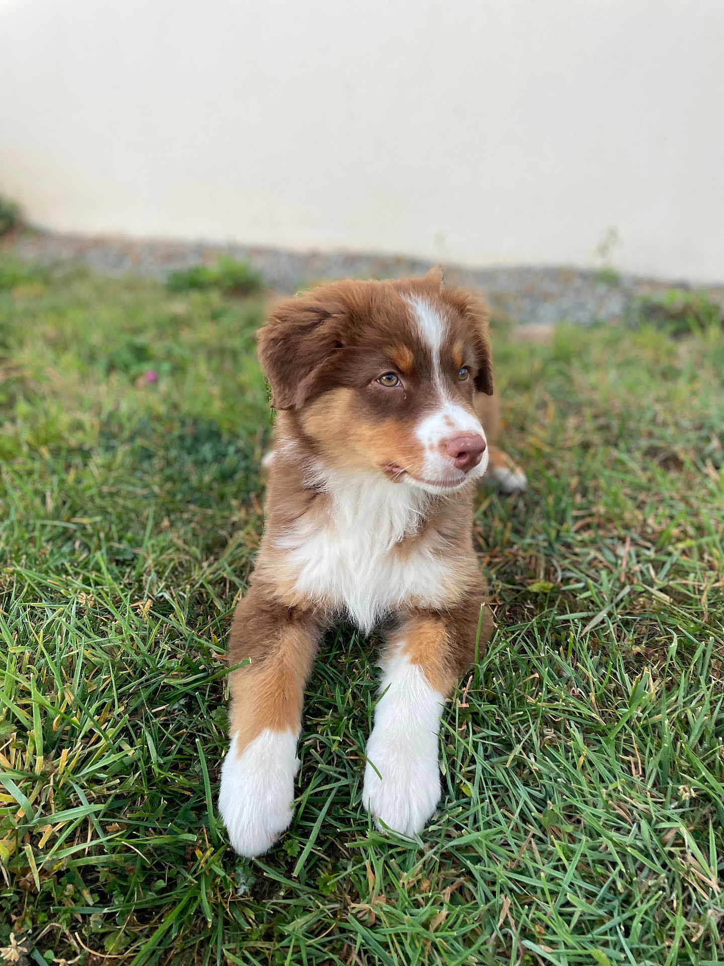 Ashka participe au concours pour gagner de l'argent avec cette photo : puppy, dog, grass, outdoor, brown, white, fur, pet, canine, young, animal, nature, relaxed, laying, cute, mammal, background, daylight, calm, friendly
