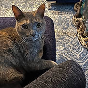 Hunnie is registered to the contest to win money with this photo: cat, gray_cat, pet, animal, feline, sitting, portrait, indoors, cushion, furniture, carpet, patterned_carpet, home, living_room, whiskers, ears, green_eyes, short_hair, relaxed, close_up