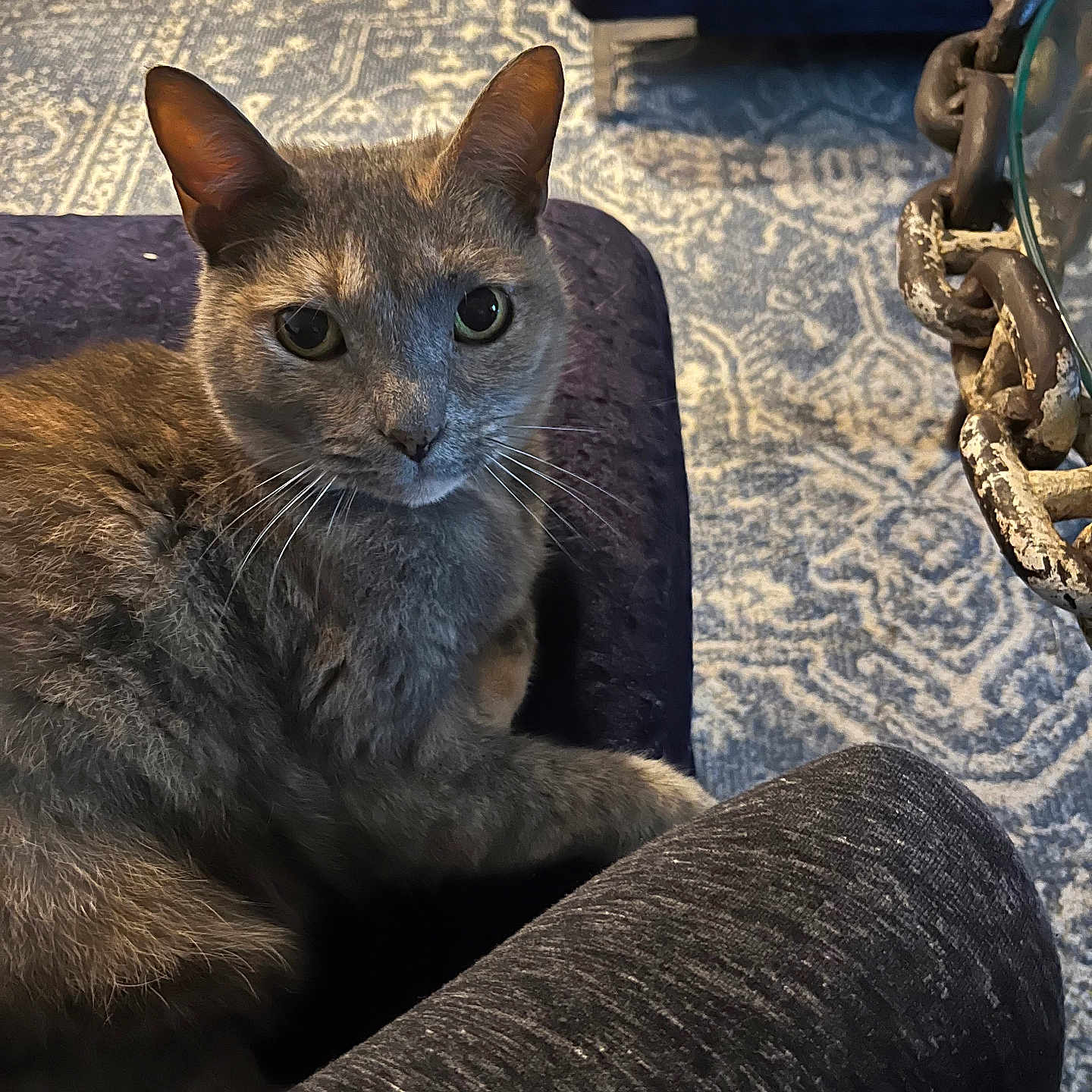 Hunnie is registered to the contest to win money with this photo: cat, gray_cat, pet, animal, feline, sitting, portrait, indoors, cushion, furniture, carpet, patterned_carpet, home, living_room, whiskers, ears, green_eyes, short_hair, relaxed, close_up