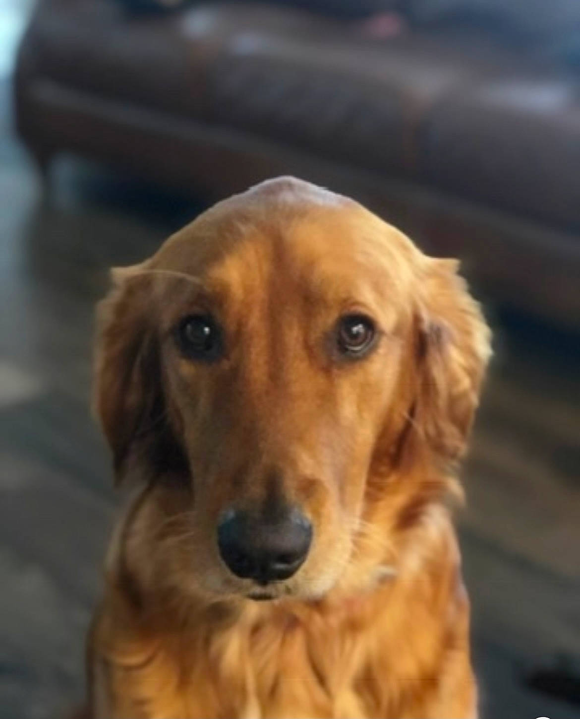 Porsha Louise is registered to the contest to win money with this photo: canidae, carnivore, companion_dog, dog, dog_breed, event, eye, fawn, fur, golden_retriever, gun_dog, liver, snout, sporting_group, whiskers, wood, working_animal