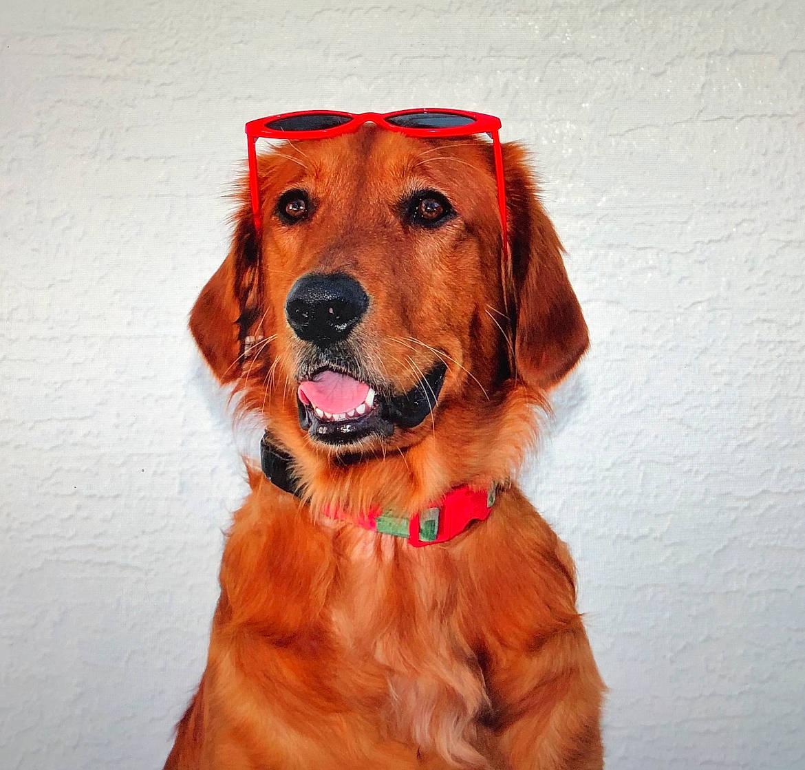 Porsha Louise joined the competition — help win amazing prizes! canidae, carnivore, collar, companion_dog, dog, dog_breed, dog_collar, dog_supply, fashion_accessory, fawn, fur, leash, liver, personal_protective_equipment, pet_supply, retriever, snout, sporting_group, whiskers, working_animal