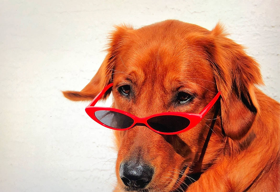 Porsha Louise is registered to the contest to win money with this photo: carnivore, collar, companion_dog, dog, dog_breed, dog_collar, dog_supply, fawn, fur, goggles, hat, liver, mammal, personal_protective_equipment, pet_supply, snout, sporting_group, sunglasses, whiskers, working_animal