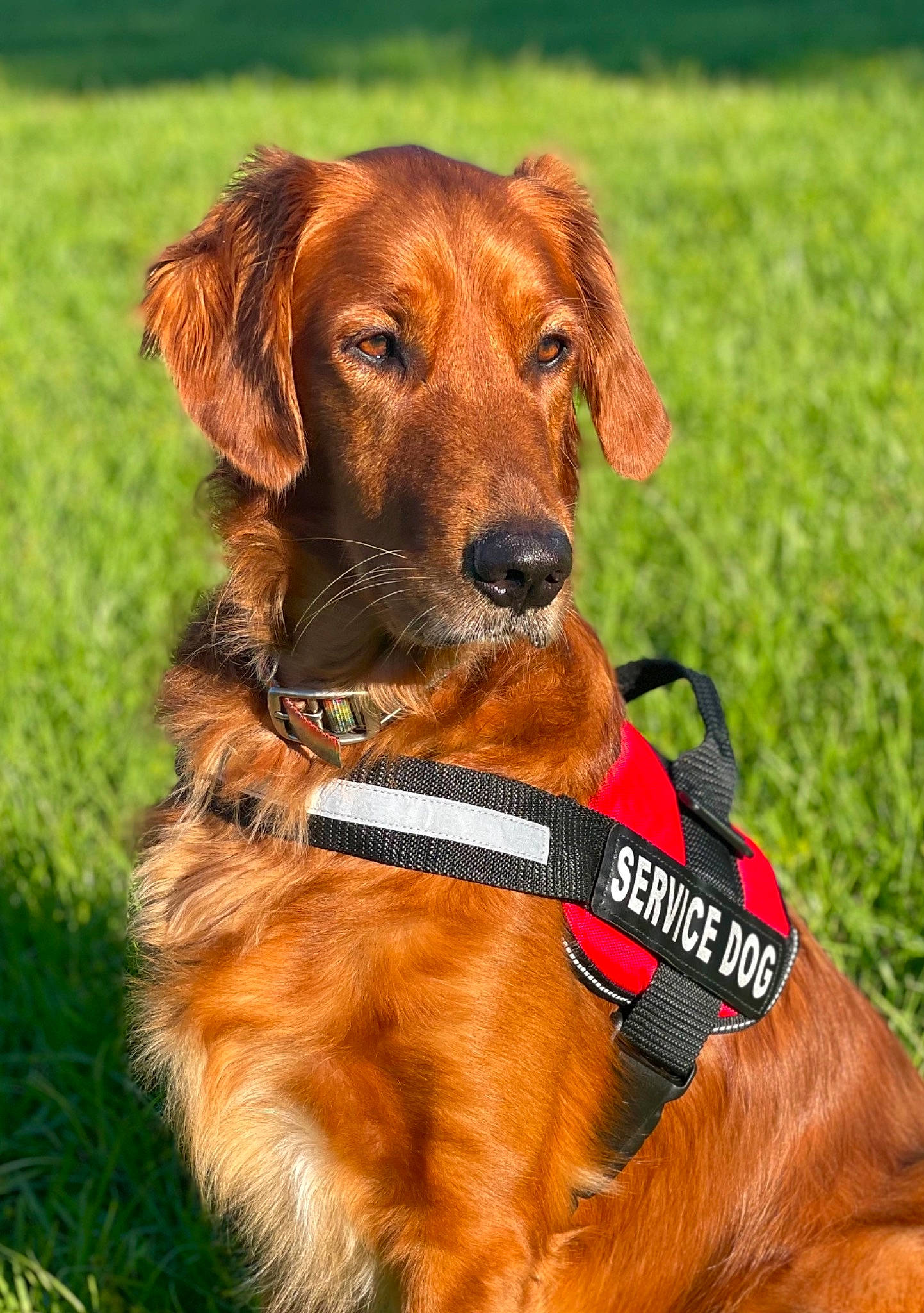 Porsha Louise is registered to the contest to win money with this photo: canidae, carnivore, chair, collar, companion_dog, dog, dog_breed, dog_collar, dog_supply, fawn, grass, grassland, gun_dog, liver, pet_supply, plant, snout, sporting_group, whiskers, working_animal