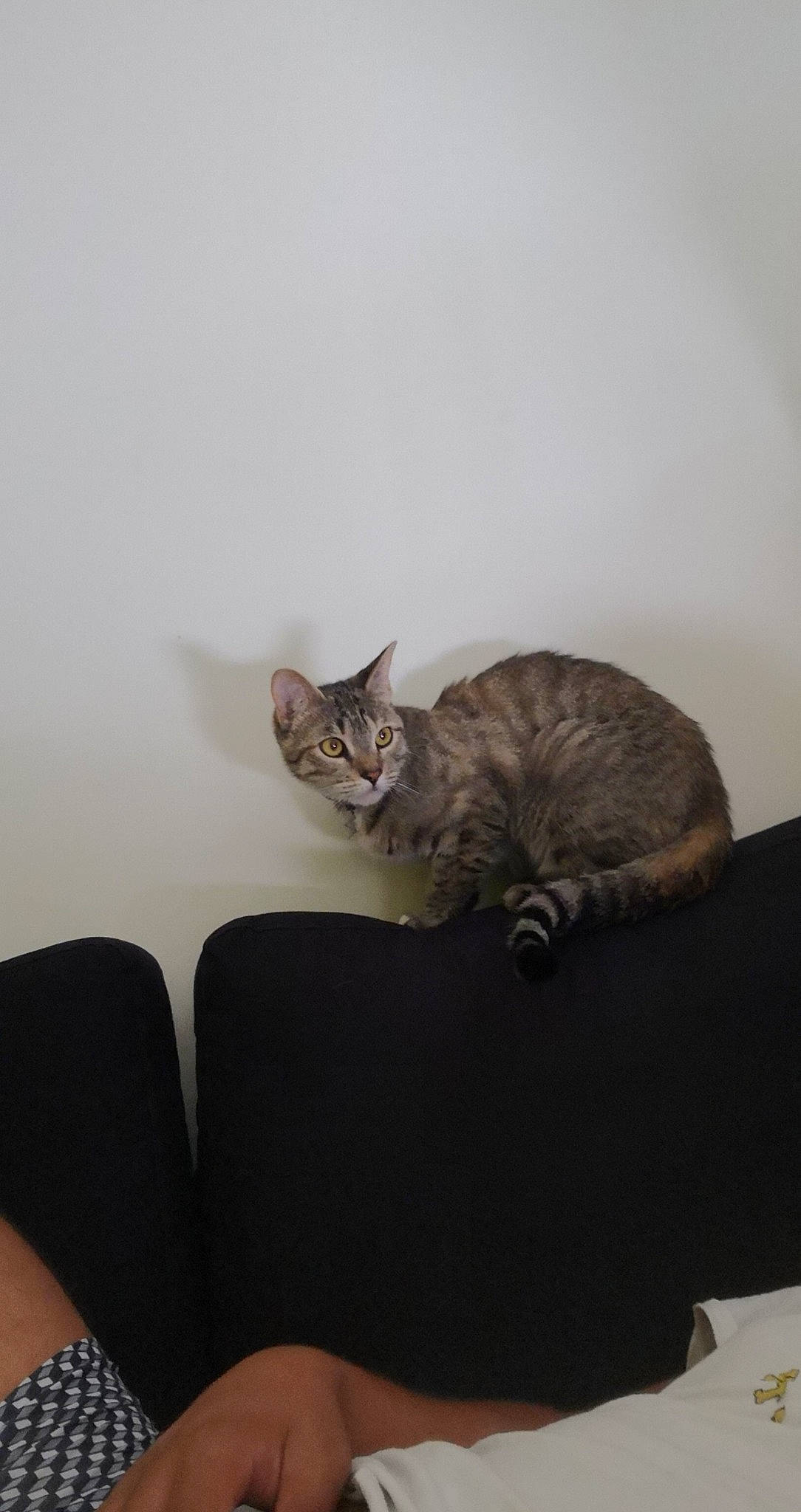 Nala participe au concours pour gagner de l'argent avec cette photo : american_shorthair, asian, bengal, california_spangled, carnivore, cat, chausie, domestic_short_haired_cat, dragon_li, ear, european_shorthair, felidae, german_rex, kitten, ocicat, savannah, small_to_medium_sized_cats, tabby_cat, whiskers