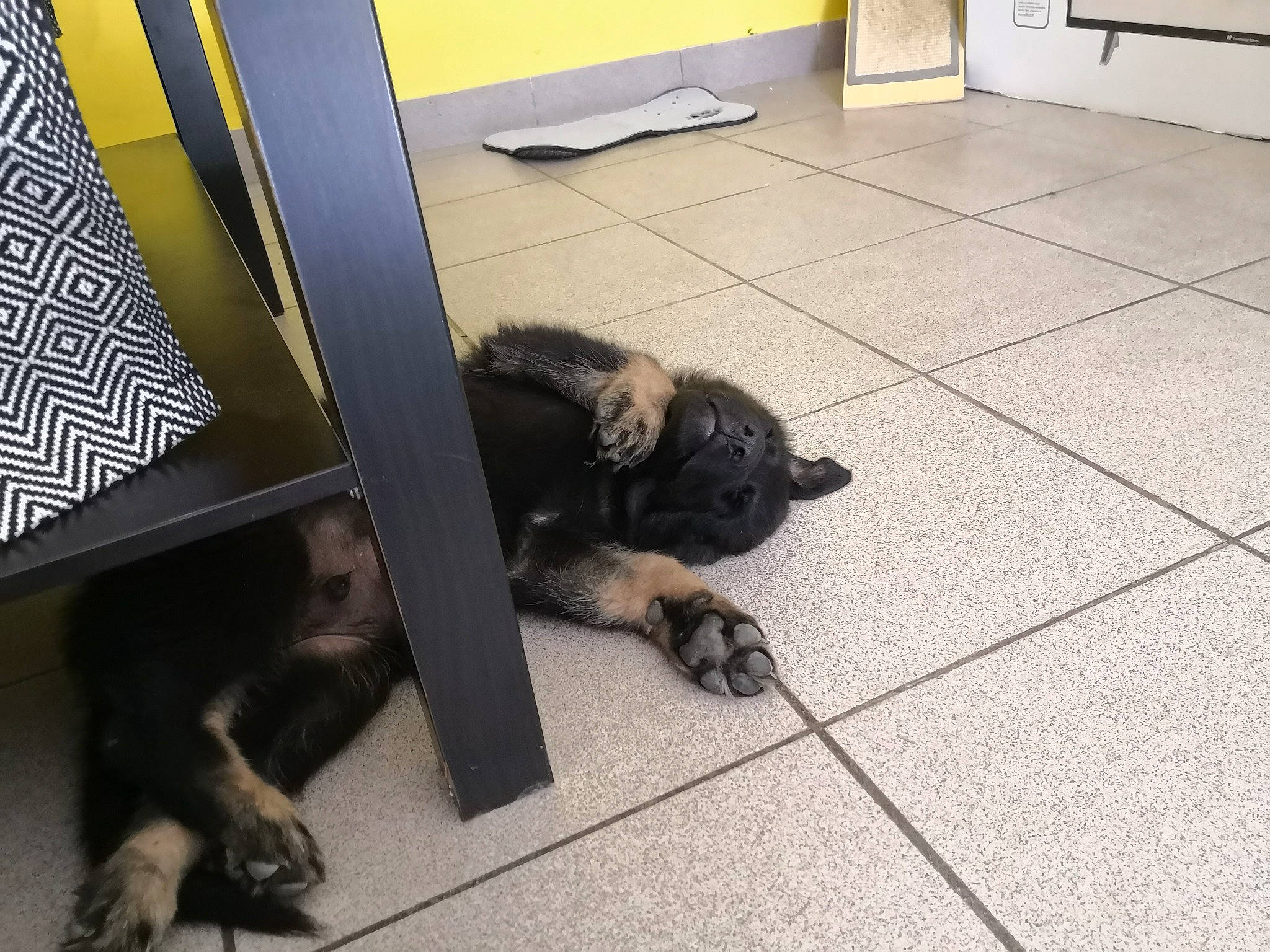 Portgas D Alpha a rejoint le concours — aidez-le/la à gagner de superbes lots ! canidae, carnivore, companion_dog, dog, dog_breed, floor, flooring, german_shepherd_dog, hovawart, puppy, snout, sporting_group