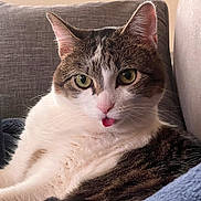 Ellie joined the competition — help win amazing prizes! blanket, cat, close_up, couch, cozy, cute, domestic_animal, face, feline, fur, green_eyes, indoor, mammal, pet, pink_nose, playful, resting, tabby, tongue_out, whiskers