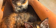 Cookie a rejoint le concours — aidez-le/la à gagner de superbes lots ! kitten, cat, tortoiseshell, pets, animal, lap, person, arm, tattoo, indoor, glass_table, metal_frame, fur, whiskers, eyes, sitting, cute, relaxed, closeup, companionship