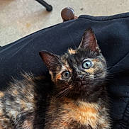 Cookie participe au concours pour gagner de l'argent avec cette photo : kitten, cat, tortoiseshell, pet, animal, fur, eyes, whiskers, indoor, floor, chair_leg, black_fabric, curious, young, cute, small, closeup, resting, portrait, feline