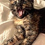Cookie a rejoint le concours — aidez-le/la à gagner de superbes lots ! kitten, cat, tortoiseshell, pet, animal, fur, whiskers, paw, claws, bed, blanket, cute, surprised, mouth_open, indoor, young, feline, expression, soft, resting