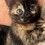 Cookie a rejoint le concours — aidez-le/la à gagner de superbes lots ! kitten, cat, tortoiseshell, tabby, eyes, close_up, fur, whiskers, pet, animal, cute, soft, blanket, pink, resting, young, domestic_cat, feline, portrait, indoor