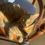 cat, tabby, chair, cushion, wooden_chair, indoor, sunlight, pet, feline, relaxed, animal, domestic_cat, fur, whiskers, paw, floor, home, cozy, resting, yellow_eyes
