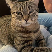 Fifi a rejoint le concours — aidez-le/la à gagner de superbes lots ! cat, tabby_cat, pet, animal, feline, whiskers, fur, striped, lap, jeans, person, arm, indoor, relaxed, closeup, portrait, resting, domestic_animal, cute, calm
