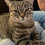 cat, tabby_cat, pet, animal, feline, whiskers, fur, striped, lap, jeans, person, arm, indoor, relaxed, closeup, portrait, resting, domestic_animal, cute, calm