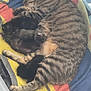 cat, kitten, sleeping, tabby, striped, towel, colorful, container, animal, pet, fur, cute, newborn, nest, resting, cozy, indoor, mother, cuddle, family