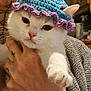 Flocon participe au concours pour gagner de l'argent avec cette photo : cat, white_cat, crocheted_hat, blue_hat, purple_trim, hand, person, indoor, cozy, pet, animal, cute, fur, whiskers, face, ears, holding, tattoo, clothing, expression