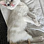 Flocon participe au concours pour gagner de l'argent avec cette photo : kitten, cat, blue_eyes, white_fur, tail, ears, whiskers, lying_down, bed, sheet, relaxed, pet, animal, cute, feline, indoor, soft, young, curious, fur