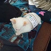 Flocon participe au concours pour gagner de l'argent avec cette photo : kitten, cat, black_cat, blanket, clothing_tag, indoor, person, pajamas, sleeping, resting, feline, animal, pet, cozy, blue_blanket, soft, cute, domestic, relaxed, nap