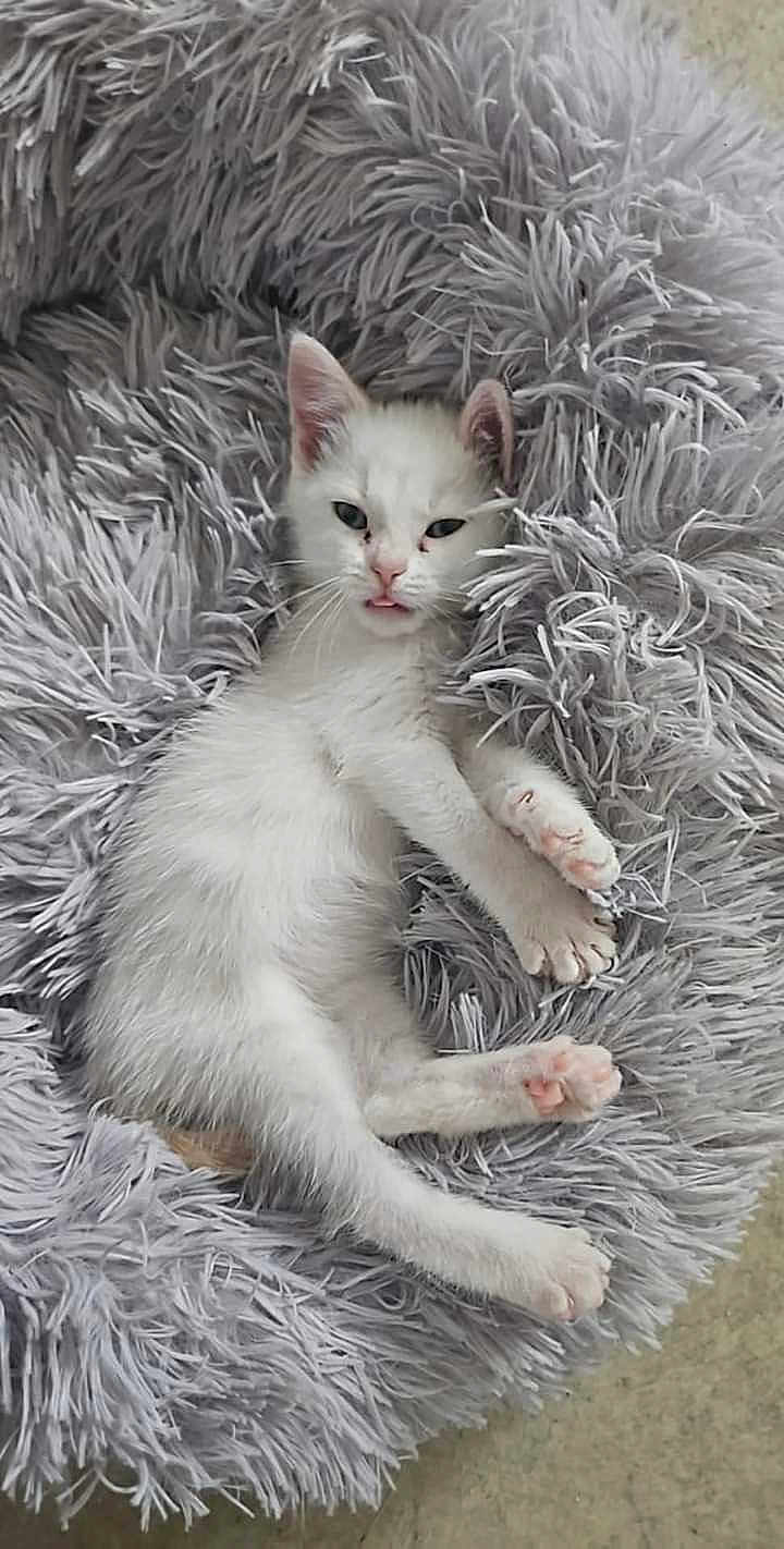 Flocon a rejoint le concours — aidez-le/la à gagner de superbes lots ! kitten, white_cat, fluffy_bed, soft_texture, cute, pet, feline, resting, cozy, indoor, sleepy, young_animal, paw, whiskers, fur, animal, laying_down, close_up, adorable, relaxing