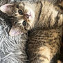 Apocalypse participe au concours pour gagner de l'argent avec cette photo : kitten, tabby, cat, feline, pet, cute, fluffy, young, animal, fur, whiskers, sleeping_area, blanket, cozy, relaxed, indoor, mammal, small, domestic, soft