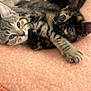 Apocalypse a rejoint le concours — aidez-le/la à gagner de superbes lots ! kitten, cat, pets, feline, tabby, tortoiseshell, cute, cozy, blanket, sleeping, young, animal, indoor, fur, paw, resting, playful, adorable, closeup, companions