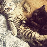 Apocalypse participe au concours pour gagner de l'argent avec cette photo : kitten, cat, tabby_cat, tortoiseshell_cat, fluffy_blanket, snuggling, cute, pets, animal, feline, fur, resting, cozy, indoor, soft_texture, close_up, young_animals, companion, curious, sleeping_area