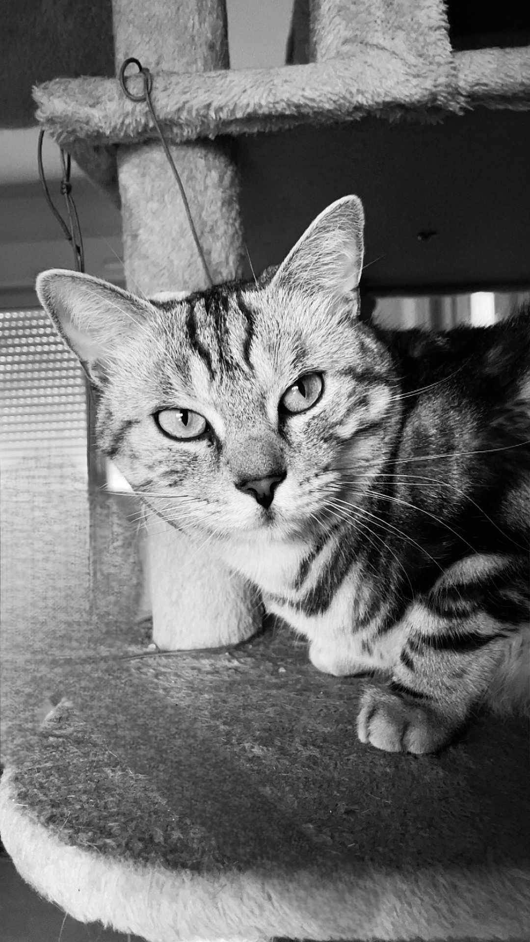 Loulou