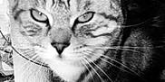 Loulou participe au concours pour gagner de l'argent avec cette photo : cat, tabby, close_up, indoor, pet, feline, whiskers, ears, eyes, fur, animal, household, cat_tree, resting, portrait, domestic, cute, mammal, companion, black_and_white