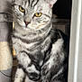 Loulou a rejoint le concours — aidez-le/la à gagner de superbes lots ! cat, tabby_cat, yellow_eyes, striped_fur, pet, domestic_cat, feline, indoor, cat_tree, scratching_post, fur_pattern, whiskers, ears, paws, sitting, curious, animal, cute, mammal, closeup