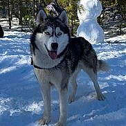 Natale a rejoint le concours — aidez-le/la à gagner de superbes lots ! animal, canine, dog, eskimodog, grove, husky, ice, land, nature, outdoors, person, pet, plant, rock, snow, snowman, tree, vegetation, winter, woodland