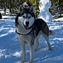animal, canine, dog, eskimodog, grove, husky, ice, land, nature, outdoors, person, pet, plant, rock, snow, snowman, tree, vegetation, winter, woodland