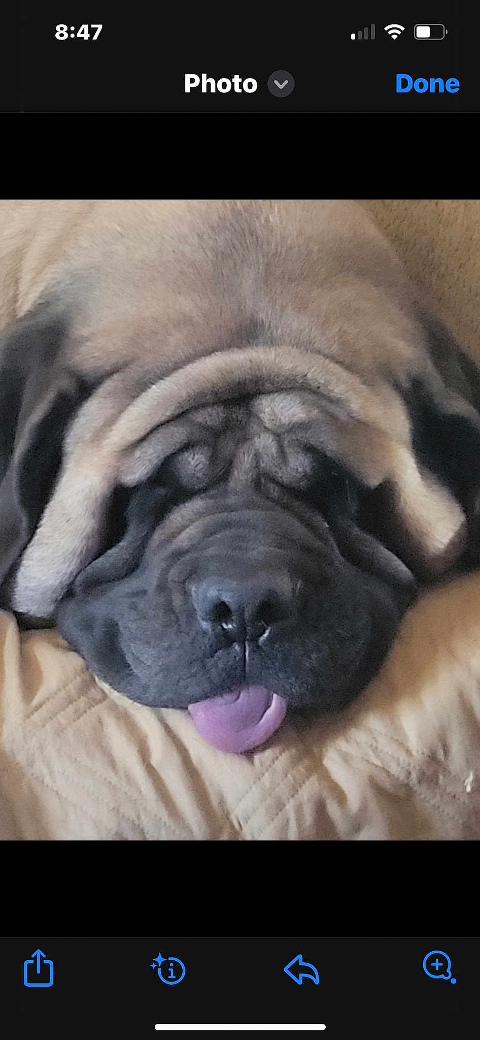 Bella