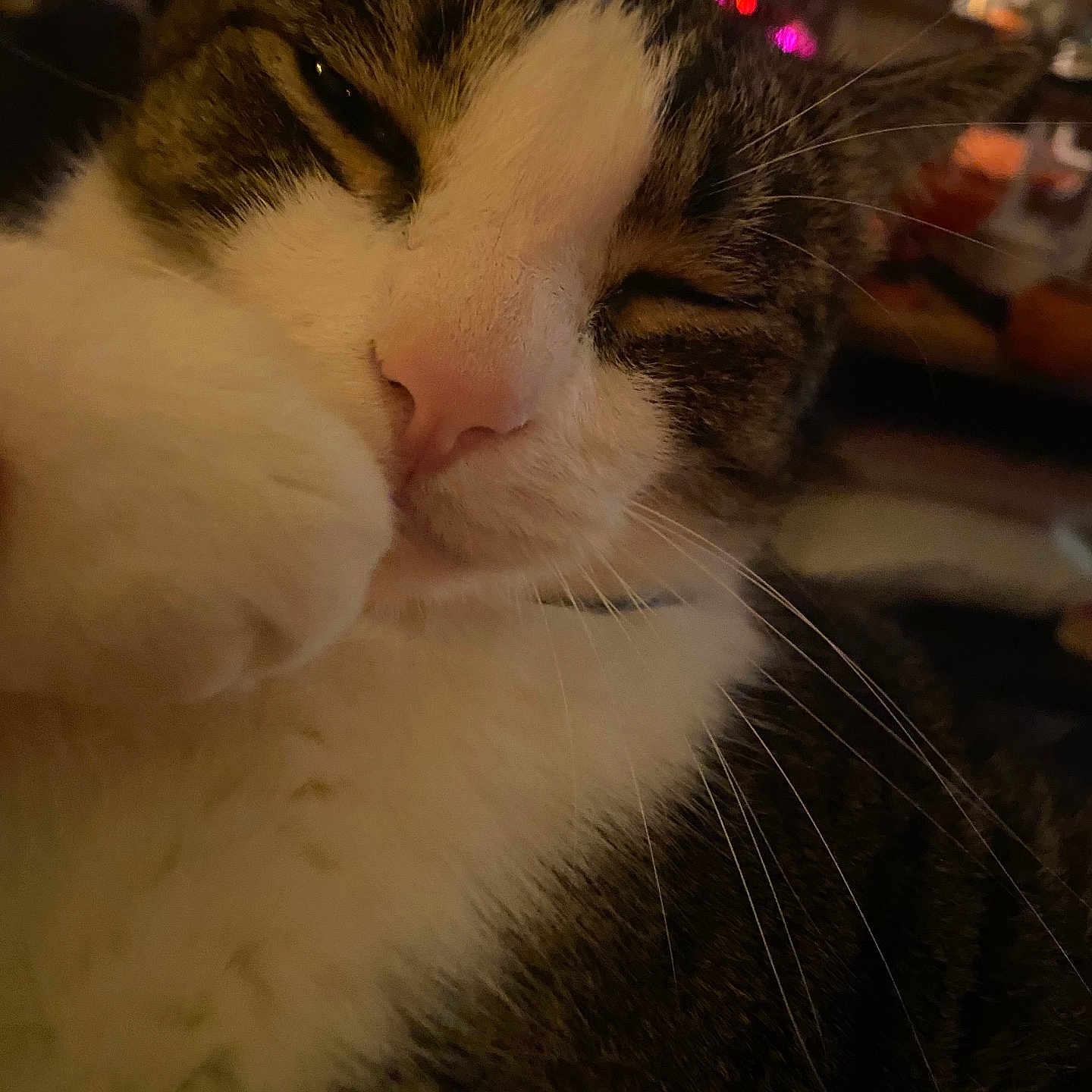 Max joined the competition — help win amazing prizes! cat, close_up, sleepy, paw, whiskers, fur, indoor, warm_lighting, blurred_background, colorful_lights, relaxed, cozy, pet, animal, mammal, domestic, face, nose, tabby, white_fur