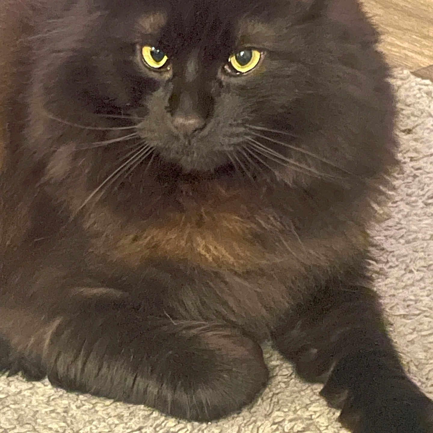 Jack Black Murphree is registered to the contest to win money with this photo: cat, black_cat, fluffy, yellow_eyes, pet, animal, fur, whiskers, carpet, indoor, floor, relaxed, closeup, paw, cute, feline, mammal, domestic, resting, portrait