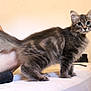 Aïko participe au concours pour gagner de l'argent avec cette photo : kitten, cat, tabby, grey, fluffy, bed, indoor, pet, curious, animal, young, feline, whiskers, ears, tail, person, sock, white, fur, cute