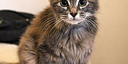Aïko participe au concours pour gagner de l'argent avec cette photo : kitten, cat, gray_fur, tabby, whiskers, pet, animal, cute, feline, sitting, indoor, young, curious, fur, portrait, small, domestic, soft, ears, eyes