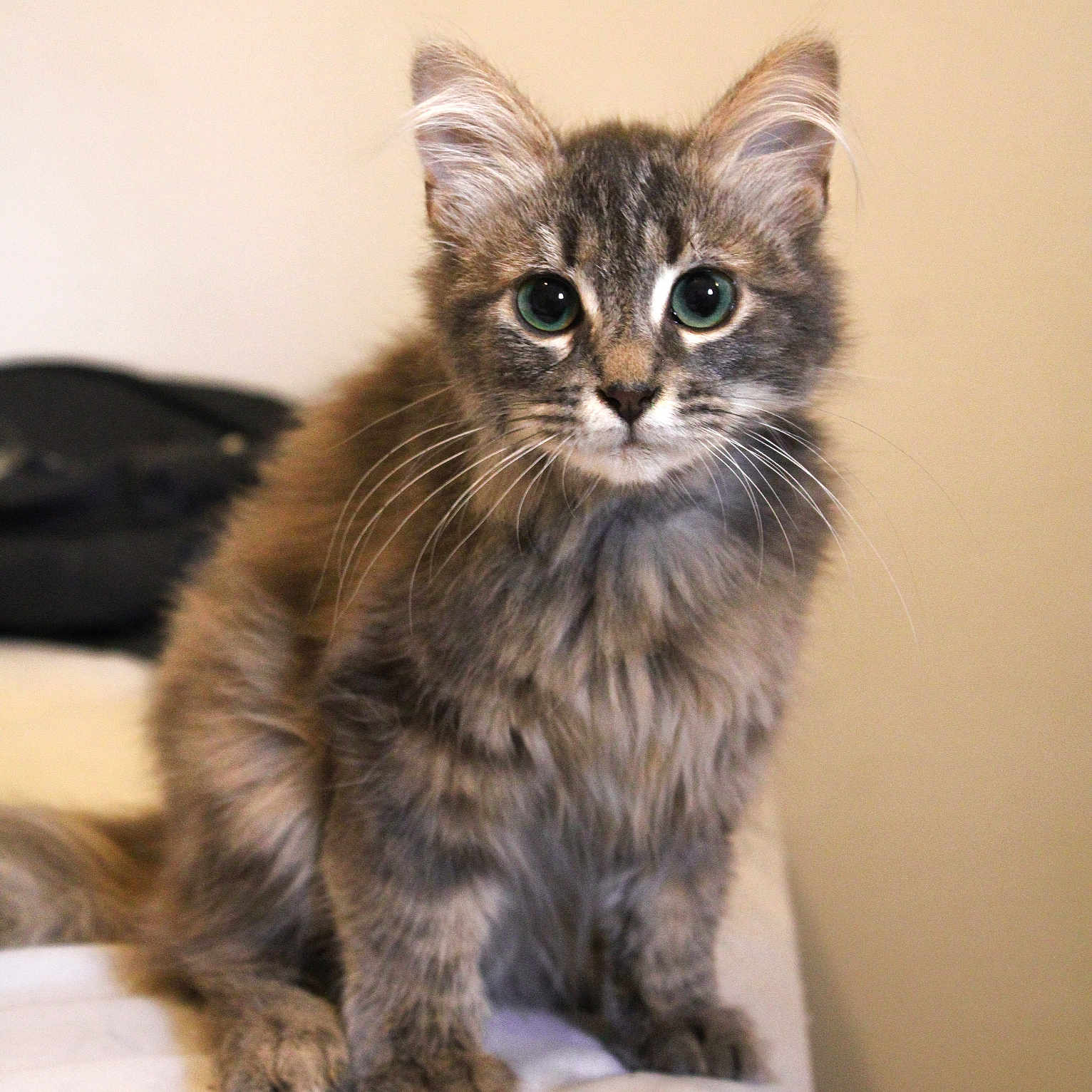 Aïko participe au concours pour gagner de l'argent avec cette photo : animal, cat, curious, cute, domestic, ears, eyes, feline, fur, gray_fur, indoor, kitten, pet, portrait, sitting, small, soft, tabby, whiskers, young