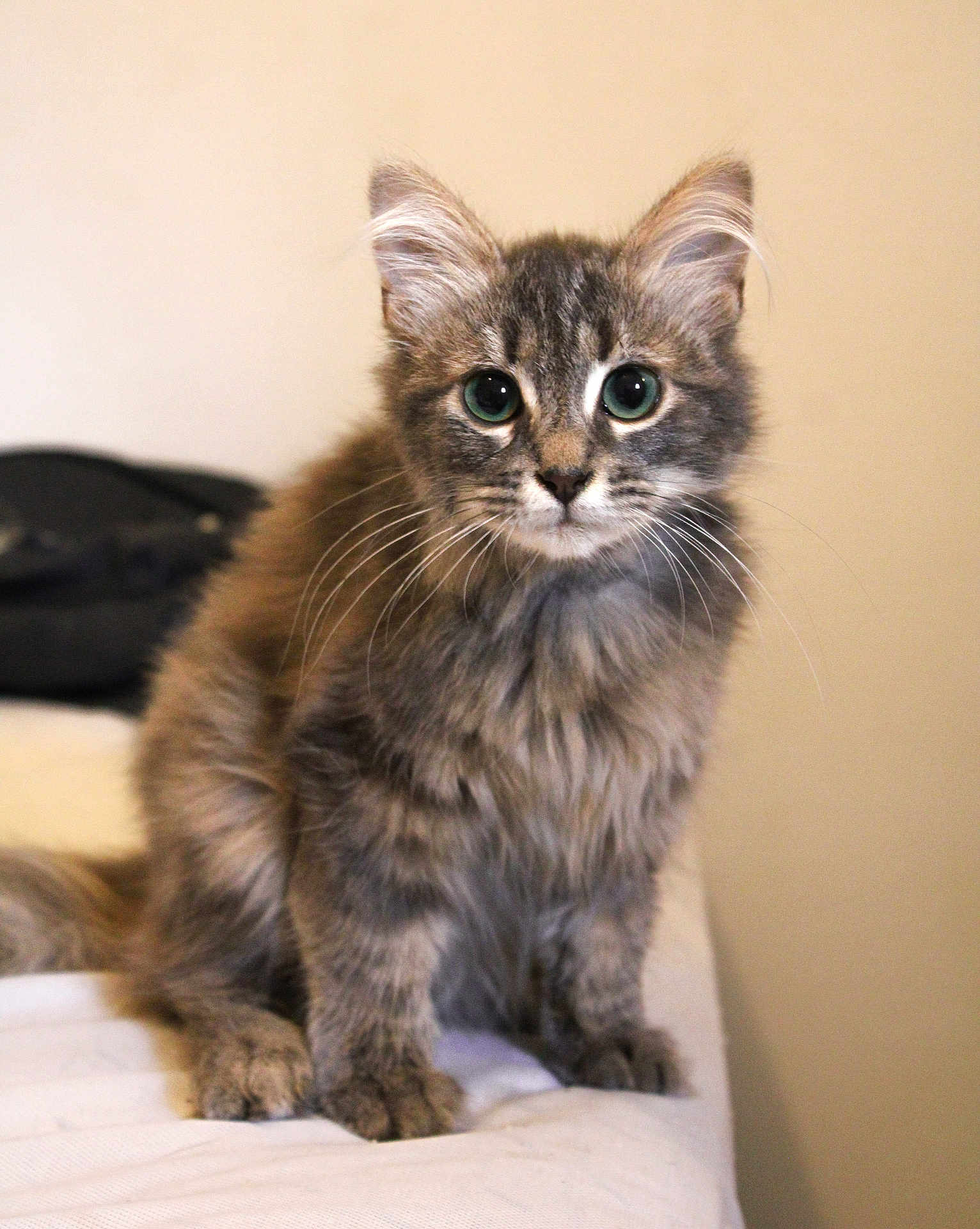 Aïko participe au concours pour gagner de l'argent avec cette photo : kitten, cat, gray_fur, tabby, whiskers, pet, animal, cute, feline, sitting, indoor, young, curious, fur, portrait, small, domestic, soft, ears, eyes