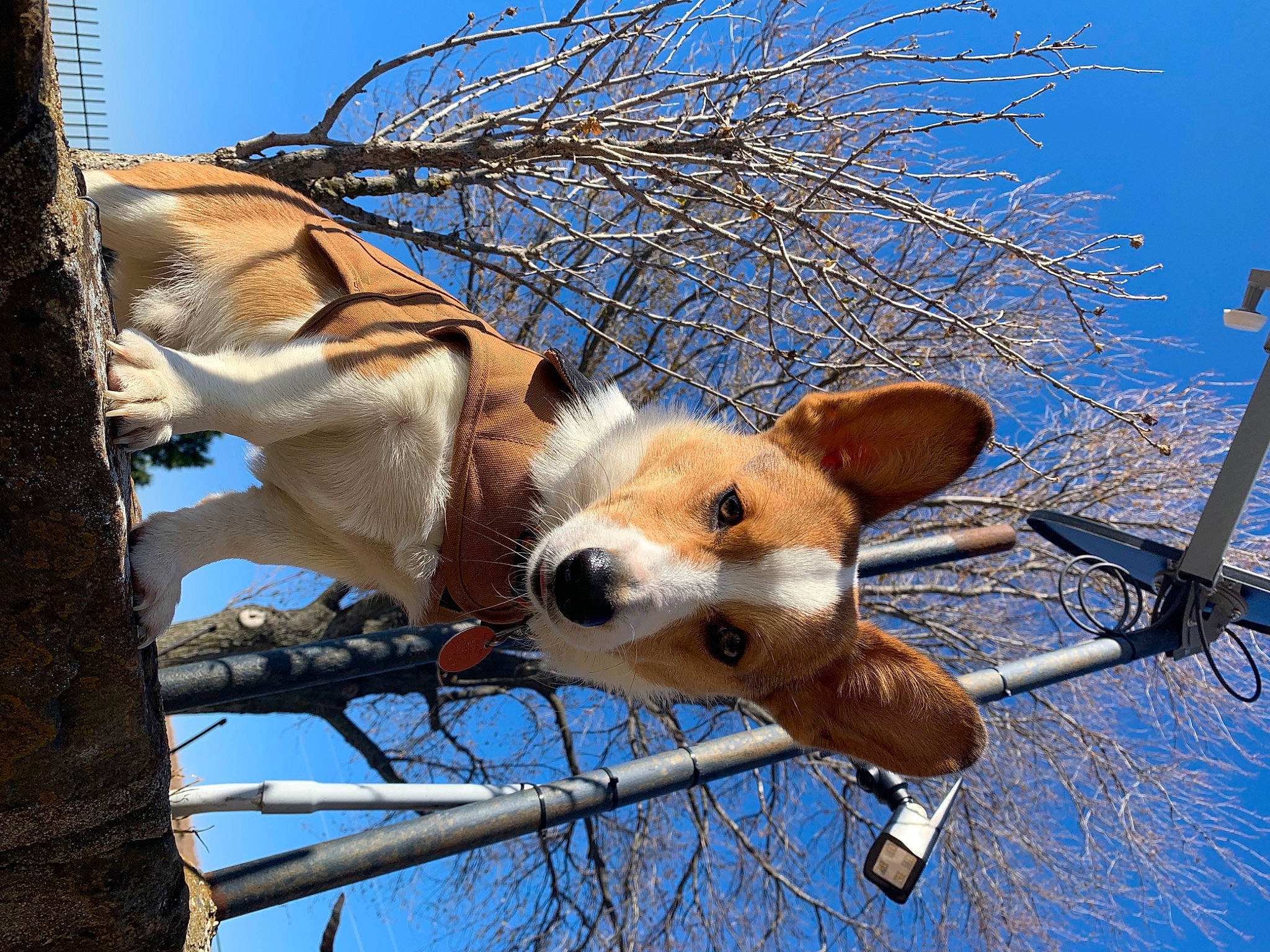 Merle joined the competition — help win amazing prizes! branch, carnivore, companion_dog, daytime, dog, dog_breed, electric_blue, fawn, fur, plant, pole, sky, spring, tail, tree, trunk, twig, wildlife, winter, wood