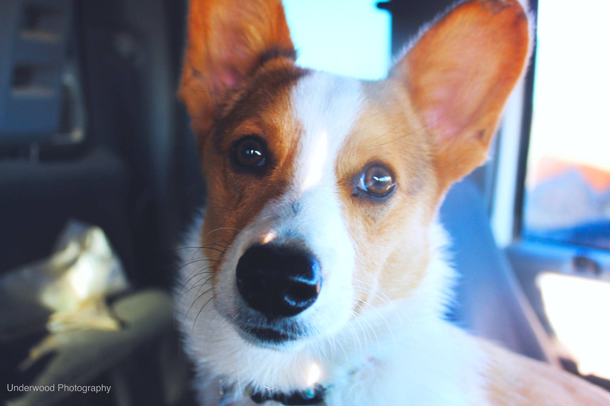 Merle joined the competition — help win amazing prizes! ancient_dog_breeds, canidae, carnivore, companion_dog, dog, dog_breed, dog_sports, door, ear, fawn, fur, non_sporting_group, puppy, sporting_group, terrestrial_animal, toy_dog, whiskers, window, working_animal