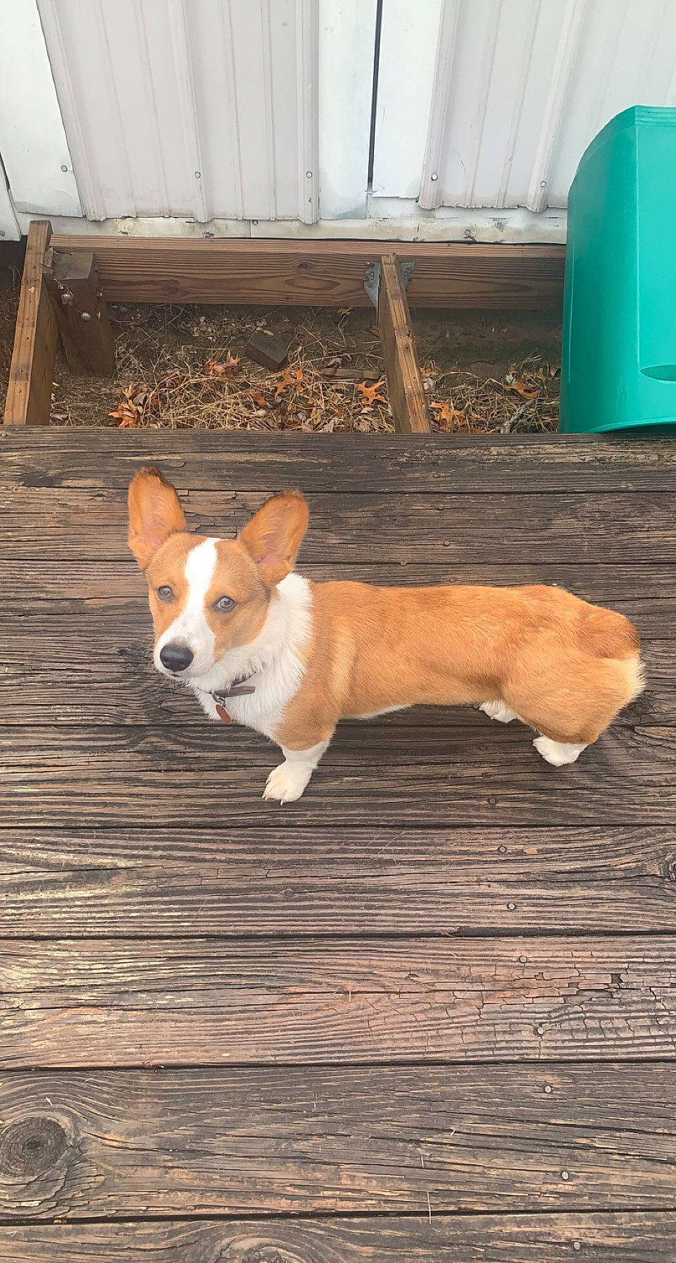 Merle joined the competition — help win amazing prizes! ancient_dog_breeds, basenji, canidae, carnivore, companion_dog, dog, dog_breed, flooring, gas, hardwood, hound, non_sporting_group, sporting_group, tail, terrestrial_animal, whiskers, window, wood, working_animal