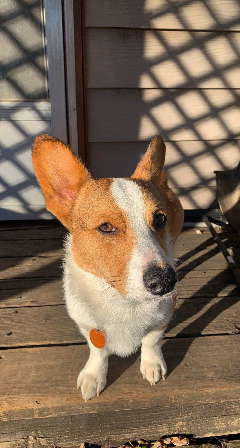 Merle is registered to the contest to win money with this photo: ancient_dog_breeds, canidae, carnivore, collar, companion_dog, dog, dog_breed, fawn, non_sporting_group, snout, sporting_group, tail, terrestrial_animal, whiskers, working_animal