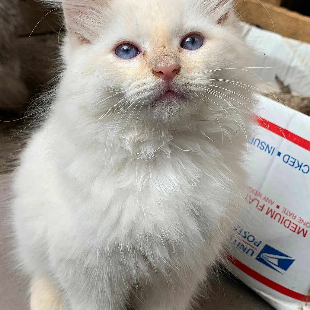 Felix joined the competition — help win amazing prizes! angora, animal, box, cardboard, carton, cat, kitten, manx, pet, siamese, text, white