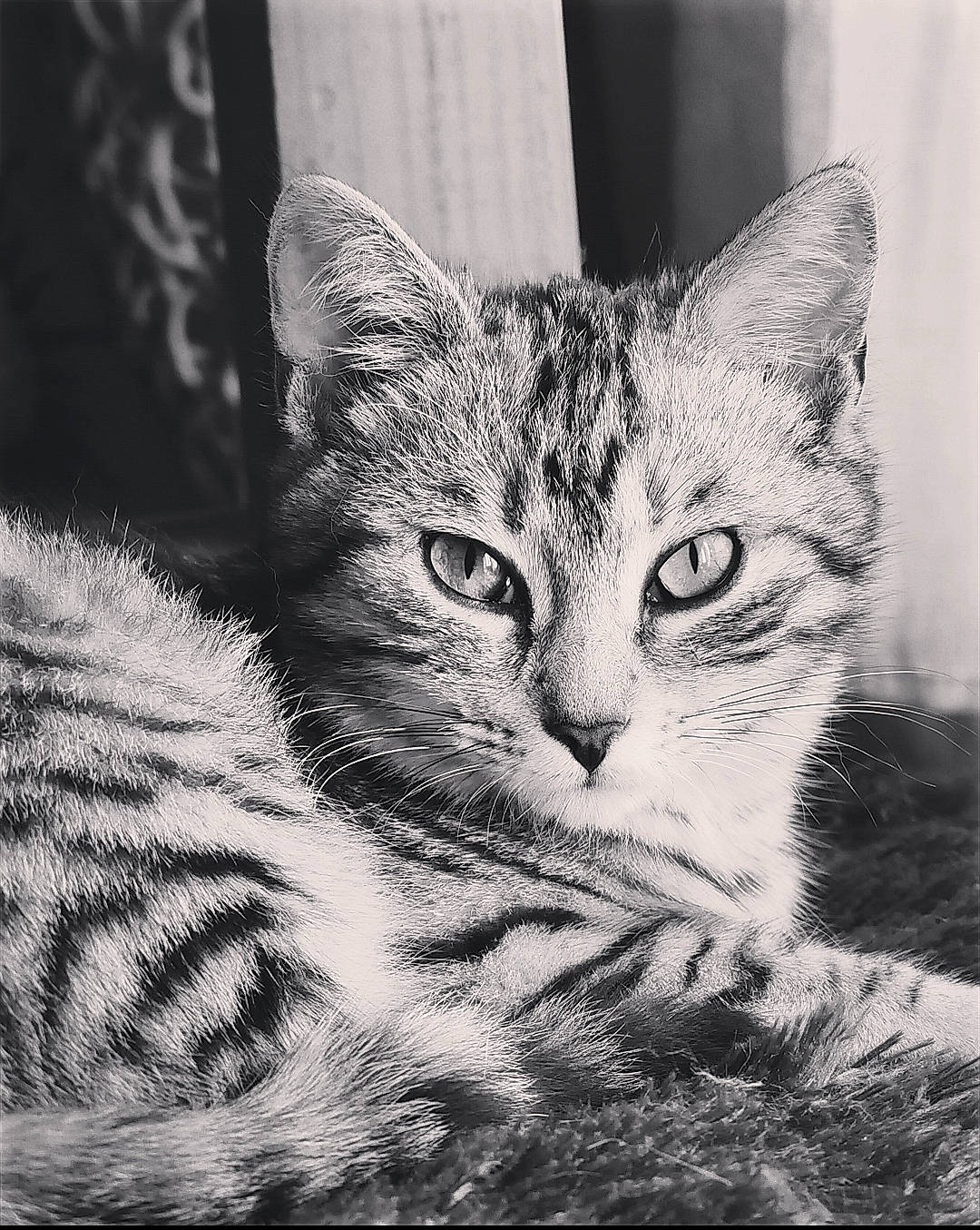 Griotte participe au concours pour gagner de l'argent avec cette photo : art, black_and_white, carnivore, cat, claw, domestic_short_haired_cat, felidae, fur, grass, grey, monochrome, monochrome_photography, paw, small_to_medium_sized_cats, snout, stock_photography, style, tail, tree, whiskers