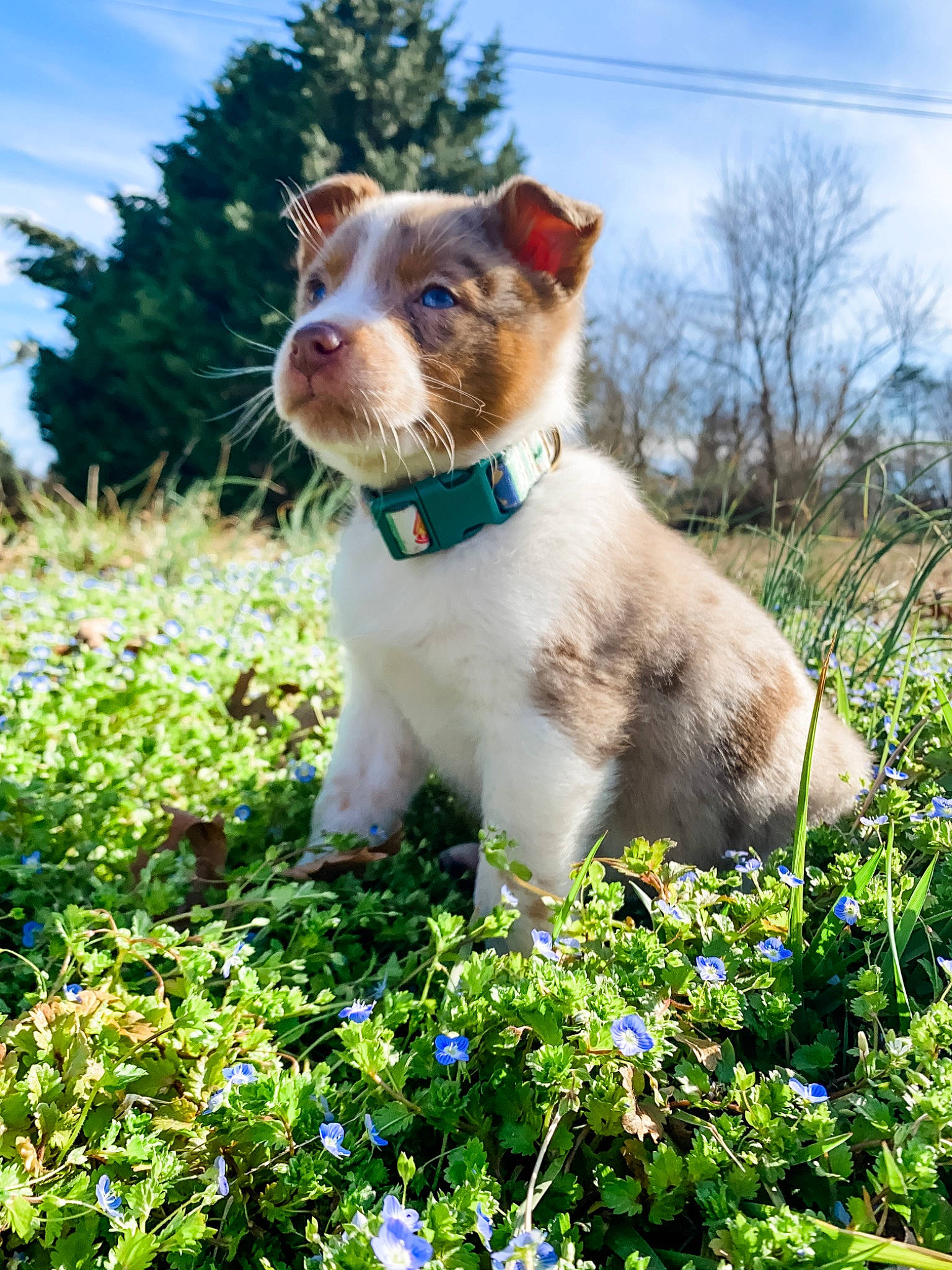 Bleu