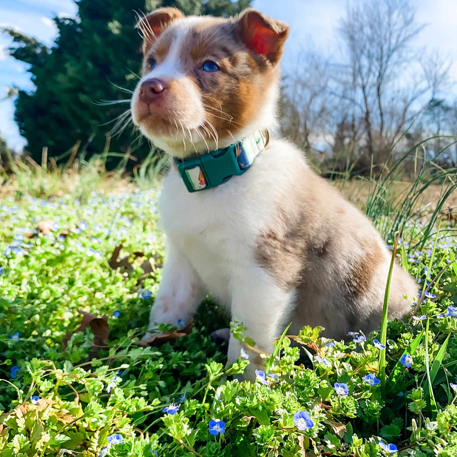 Bleu