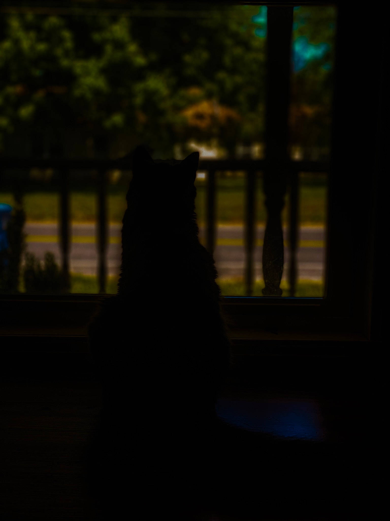 Stormy is registered to the contest to win money with this photo: backlighting, black_cat, cat, companion_dog, darkness, dog_breed, felidae, fur, grass, house, plant, shade, shadow, small_to_medium_sized_cats, tail, tints_and_shades, tree, whiskers, window, wood
