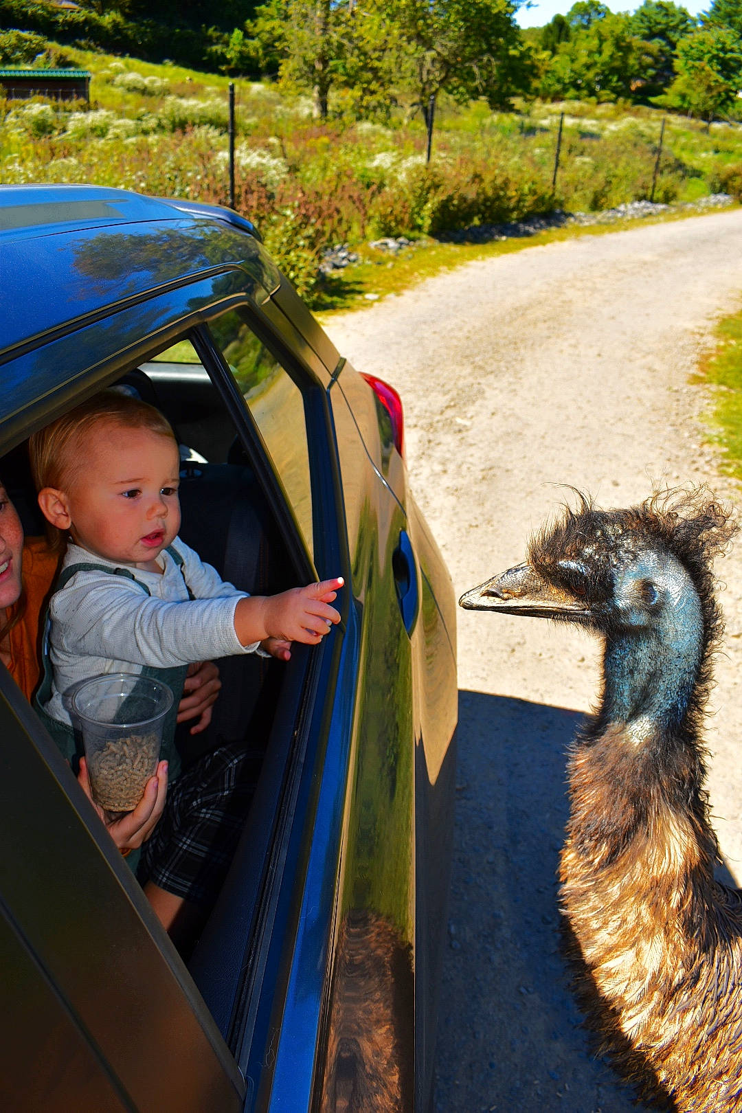 Braden is registered to the contest to win money with this photo: automotive_lighting, beak, bird, casuariiformes, emu, flightless_bird, galliformes, grass, green, livestock, motor_vehicle, person, phasianidae, plant, ratite, terrestrial_animal, tints_and_shades, toddler, travel, tree